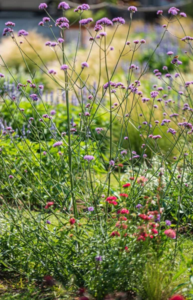 Sommerwiese Mit Schönen Blumen — Stockfoto