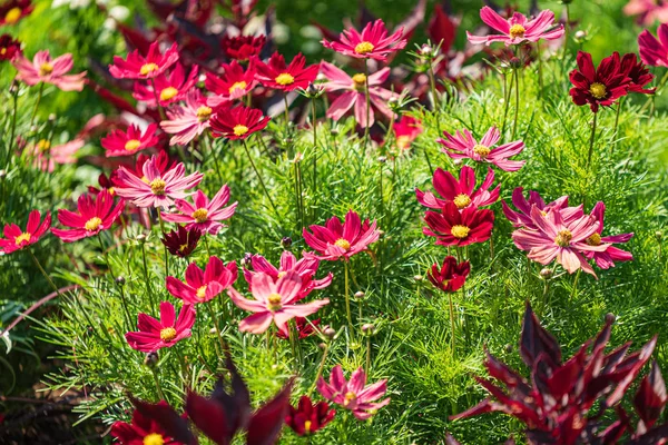 Nice Summer Field Beautiful Flowers — Stock Photo, Image