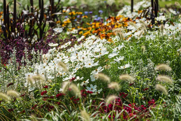 Nice Summer Field Beautiful Flowers — Stock Photo, Image