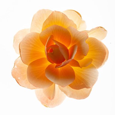 beyaz arka planda begonya çiçeği