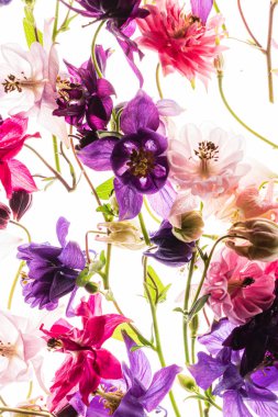 Beyaz arka planda aquilegia çiçekleri