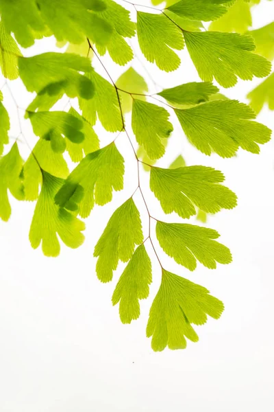 Folhas Verdes Ramo Isolado Branco — Fotografia de Stock