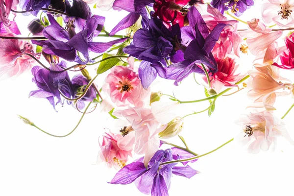 Квіти Акваріумів Білому Тлі — стокове фото