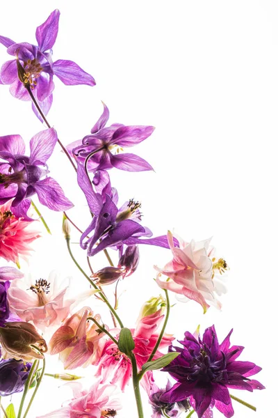 Aquilegia Fiori Sullo Sfondo Bianco — Foto Stock