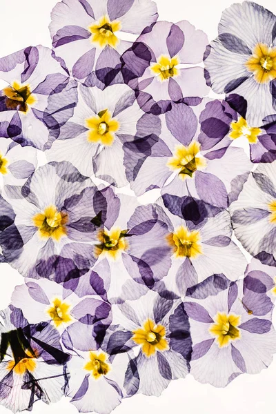Torra Primrose Blommor Närbild — Stockfoto