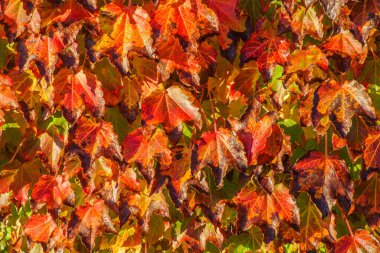 Güzel duvar, kızıl sonbahar, yapraklar