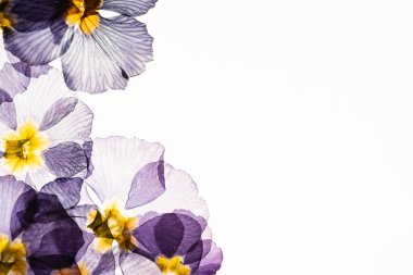 kuru çuha çiçeği, yakın