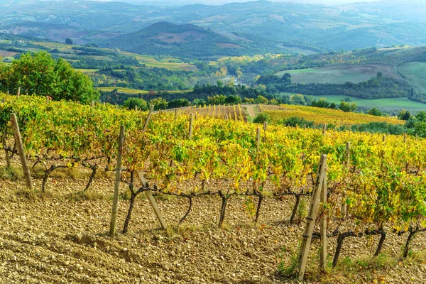Vineyards Autumn Tuscany Italy — Stock Photo, Image