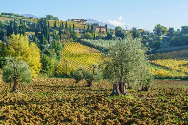 Wijngaarden Het Najaar Toscane Italië — Stockfoto