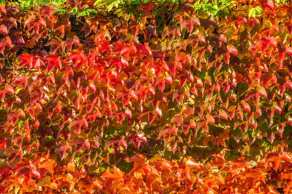 Nice Wall Red Autumn Leaves — Stock Photo, Image