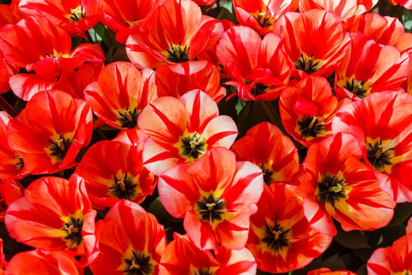 Tulipánok Tavasszal Makró — Stock Fotó