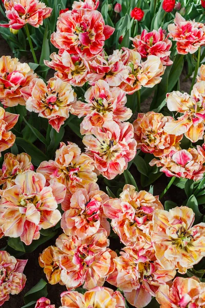 Tulips Spring Field Macro — Stock Photo, Image