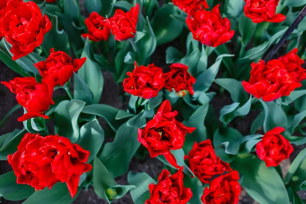 Тюльпаны Весеннем Поле Макрос — стоковое фото