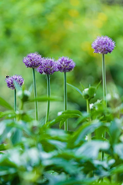 Lök Blommor Trädgården Närbild — Stockfoto