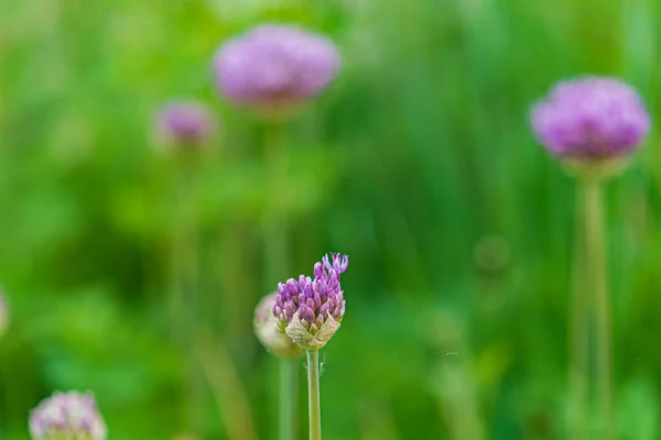 Fleurs Oignon Dans Jardin Gros Plan — Photo