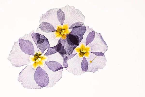 Dry Primrose Flowers Close — Stock Photo, Image