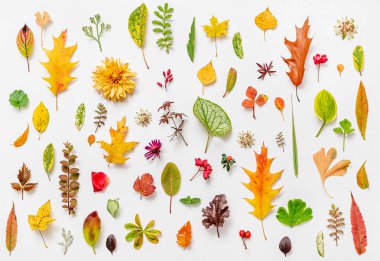 Sonbahar Bembeyaz Yatar