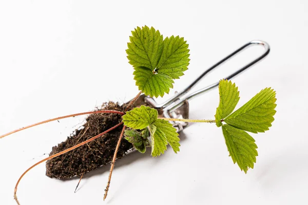 Growing Strawberry Plants Pot — Stock Photo, Image