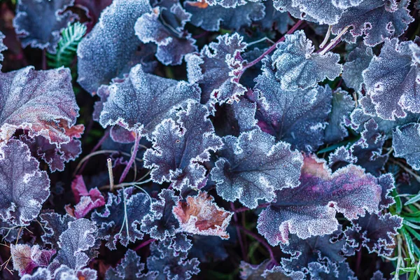 Vorst Bedekken Heichera Bladeren Tuin — Stockfoto