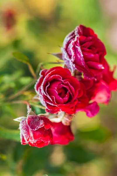 Frost Couvrant Pétales Rose Dans Jardin — Photo