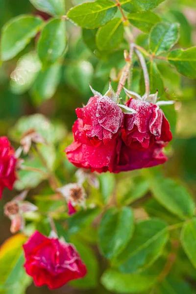 Frost Täcker Rosenblad Trädgården — Stockfoto