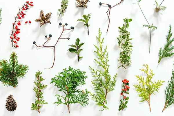 Vinterväxter Den Vita Bakgrunden Julen — Stockfoto