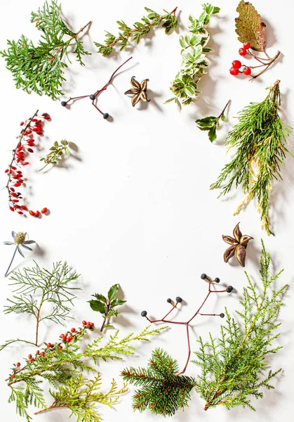 Winterplanten Witte Achtergrond Kerstmis — Stockfoto