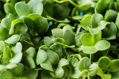 Kutuda taze mikroyeşiller var.