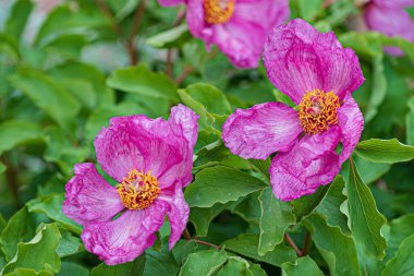 Bahçedeki paeonia daurica