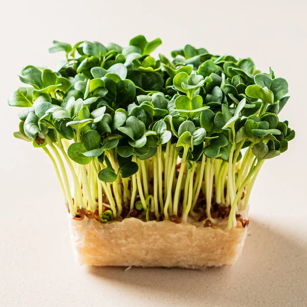Fresh Microgreens Box — Stock Photo, Image