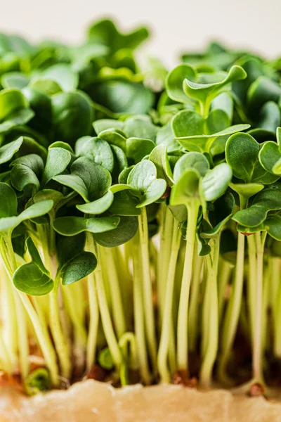 Microgreens Frescos Caixa — Fotografia de Stock