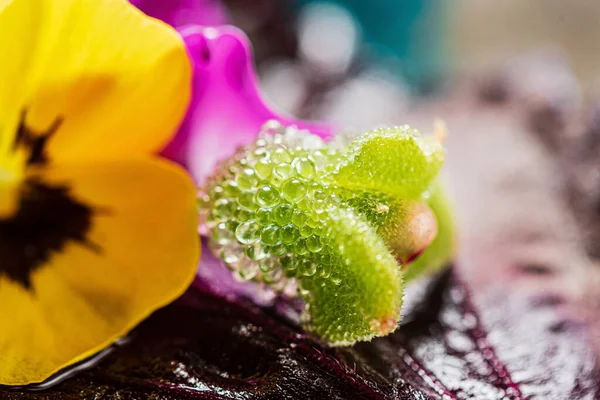 新鲜可食用的微绿色植物和花卉 — 图库照片