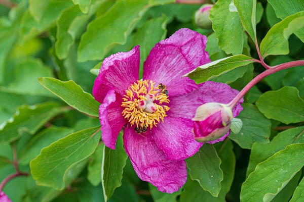 Paeonia Daurica Dans Jardin — Photo