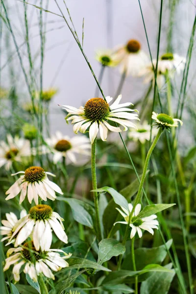 Echinacea Flowers Green Background — Stock Photo, Image