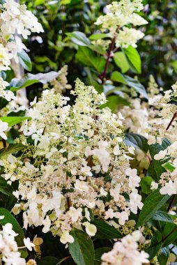 Bahçedeki ortanca çiçekleri