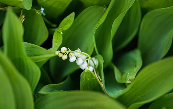 Giglio Della Valle Nel Giardino — Foto Stock