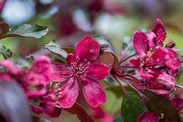 Dekorative Rote Apfelblüten Nahaufnahme — Stockfoto