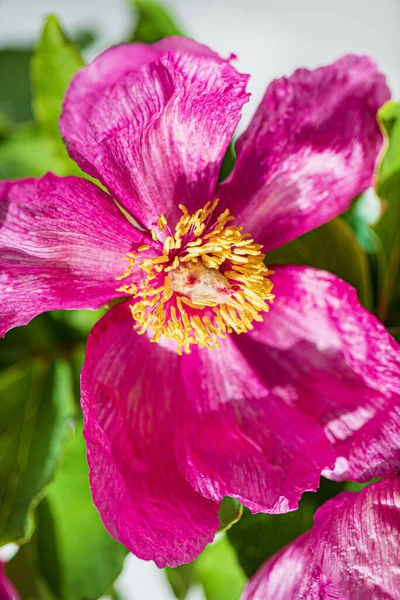 Paeonia Daurica Zielonymi Liśćmi — Zdjęcie stockowe