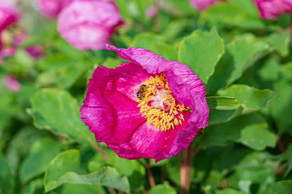 Paeonia Daurica Con Hojas Verdes —  Fotos de Stock