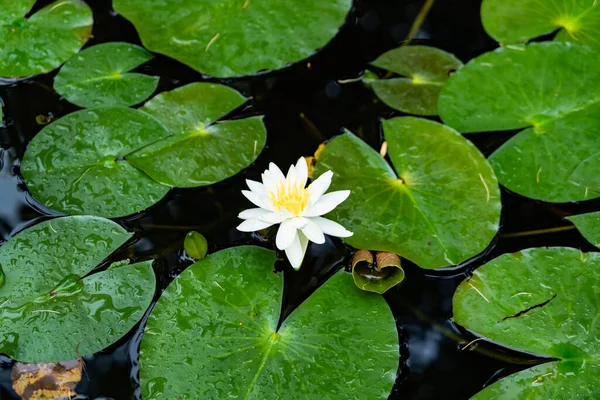 Біла Лілія Озері Зеленим Листям — стокове фото