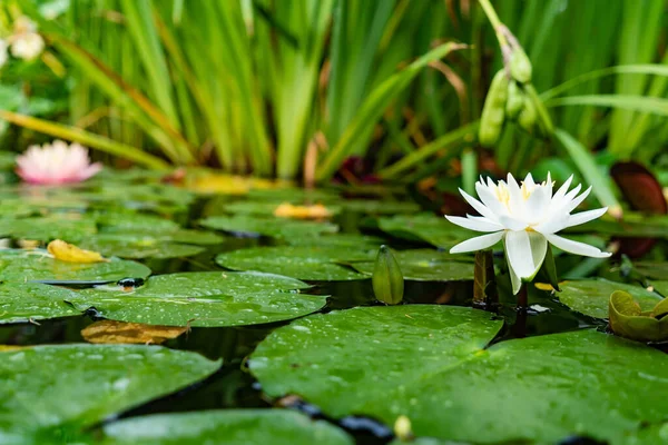 Lírio Branco Lago Com Folhas Verdes — Fotografia de Stock