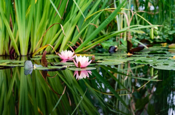 Lírio Branco Lago Com Folhas Verdes — Fotografia de Stock