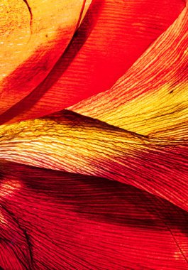 Beyaz arkaplanda çiçekler