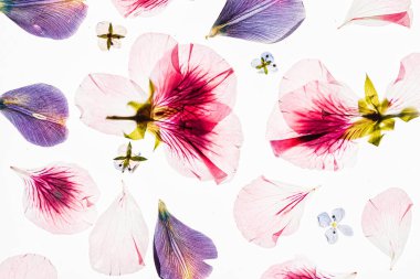 Beyaz arkaplanda çiçekler