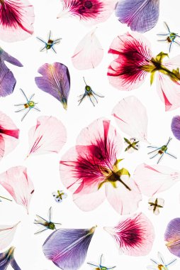 Beyaz arkaplanda çiçekler