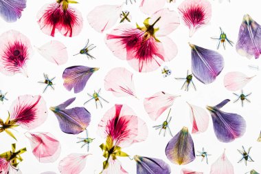 Beyaz arkaplanda çiçekler