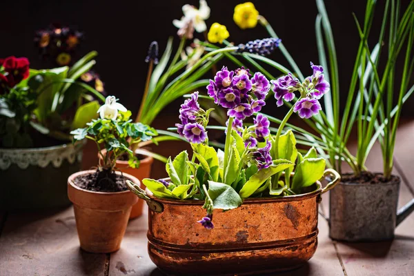 Tavaszi Virágok Cserepekben — Stock Fotó
