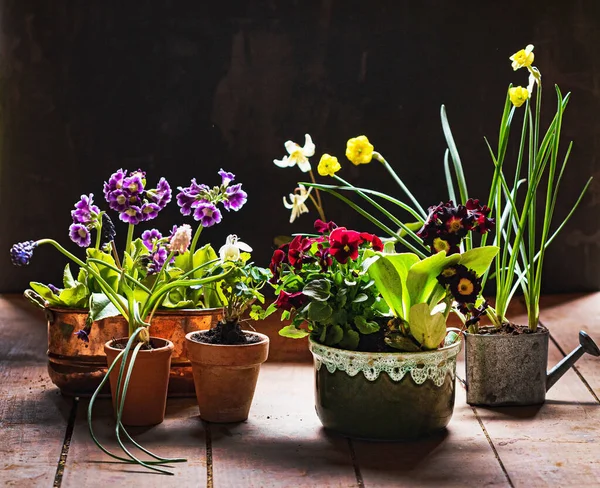 Frühlingsblumen Den Töpfen — Stockfoto