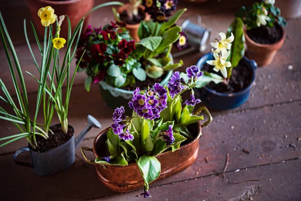 Vårblommor Krukorna — Stockfoto