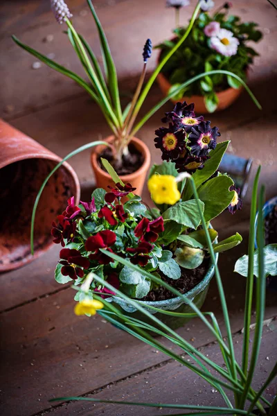 Saksılarda Bahar Çiçekleri — Stok fotoğraf